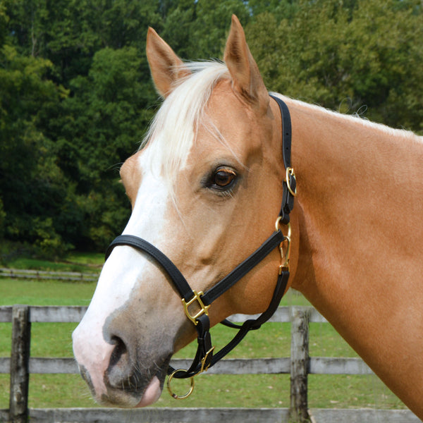 Country Pride Beta Halter